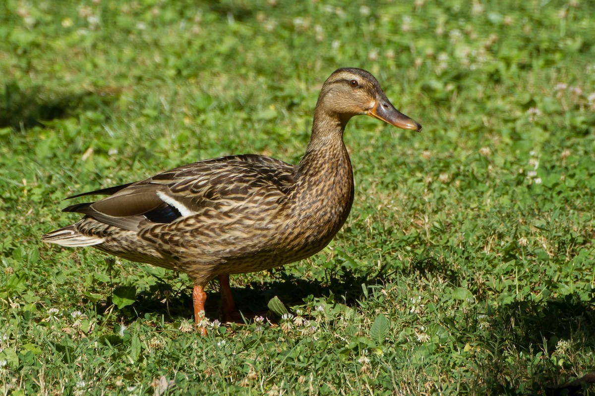 Mallard - ML620622578