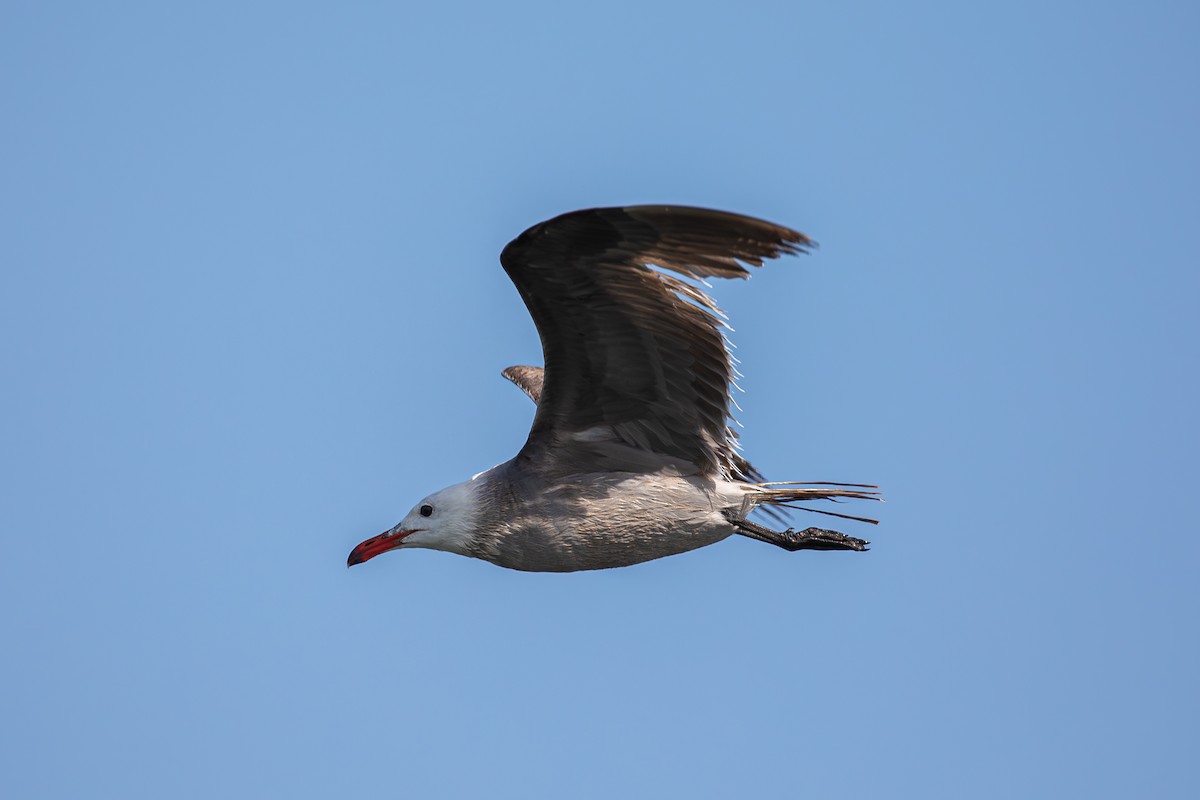 Heermann's Gull - ML620622580