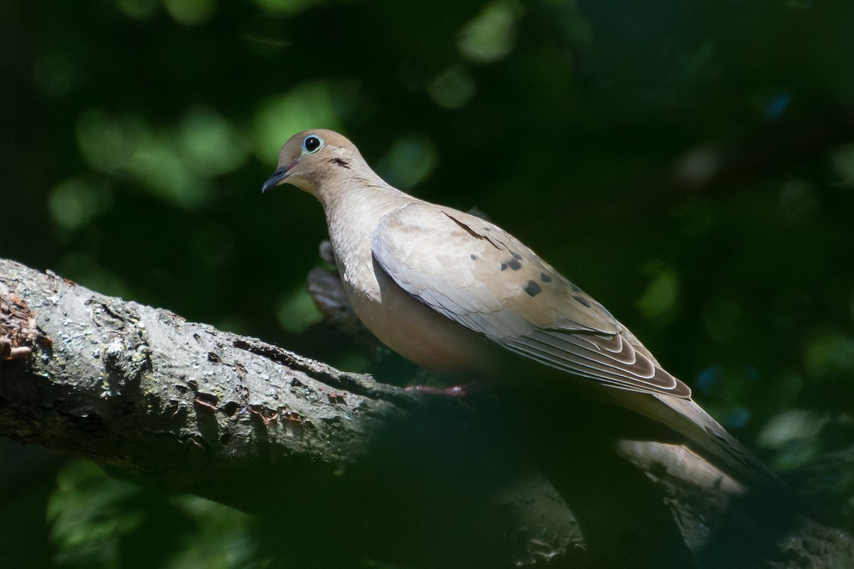 Mourning Dove - ML620622587