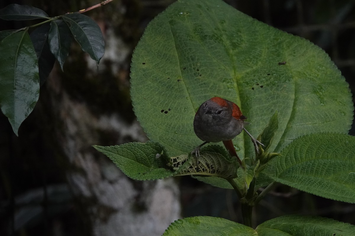 Azara's Spinetail - ML620622589