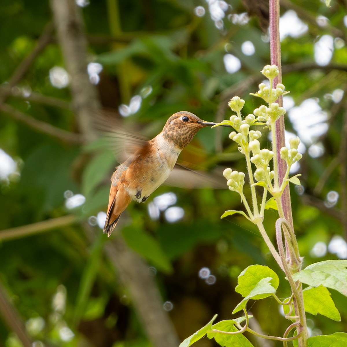 Colibrí de Allen - ML620622590