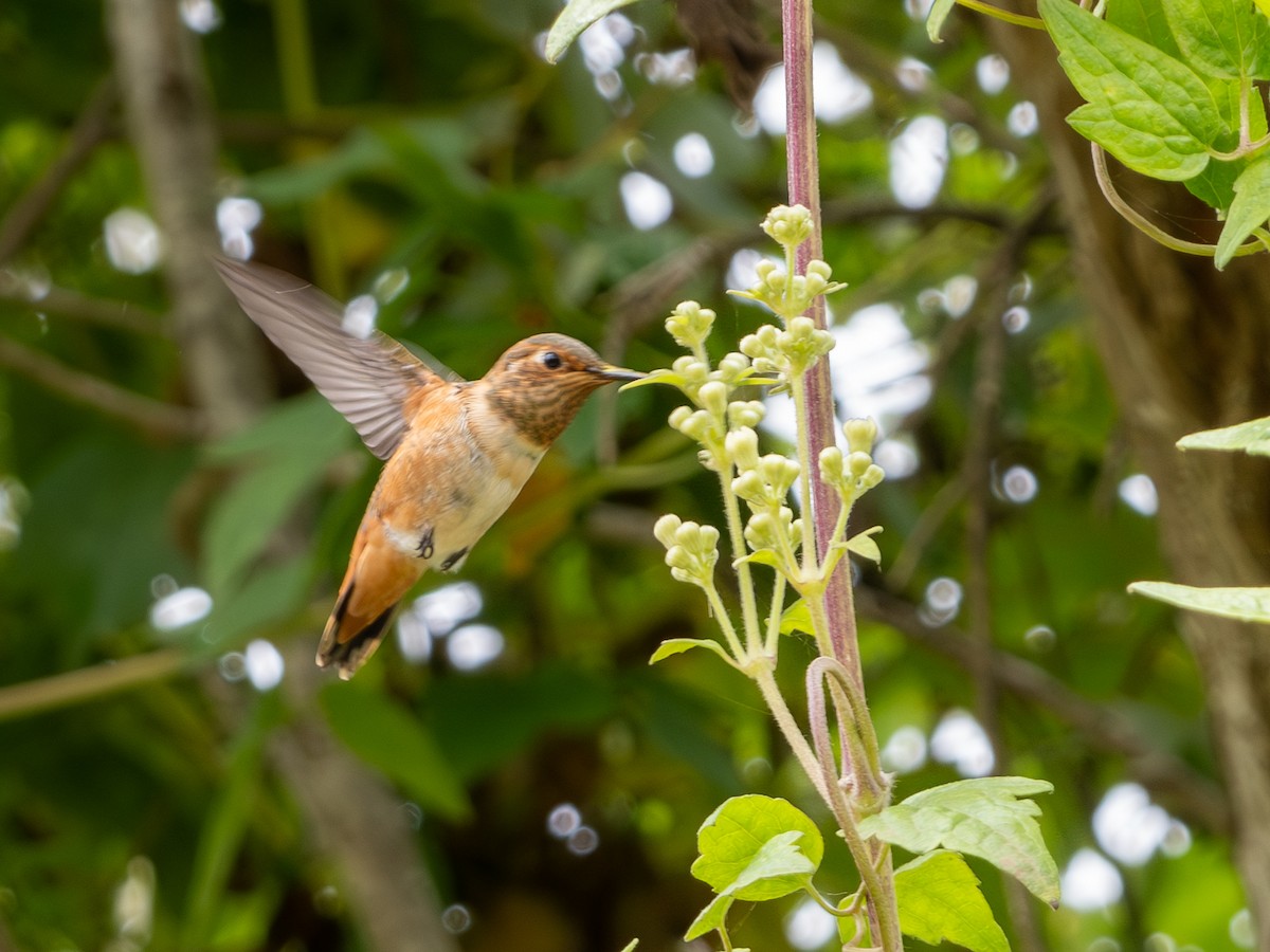 Colibrí de Allen - ML620622591