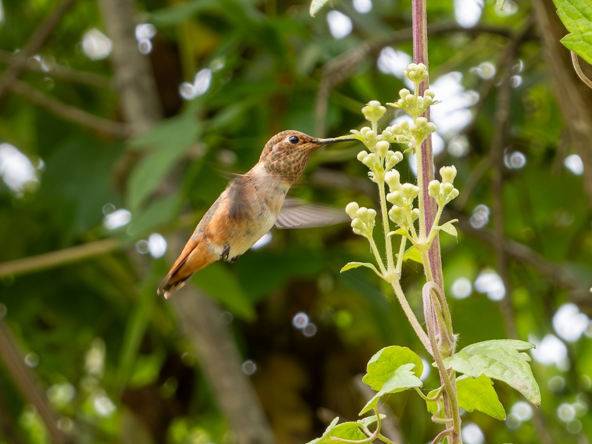 Allen's Hummingbird - ML620622592