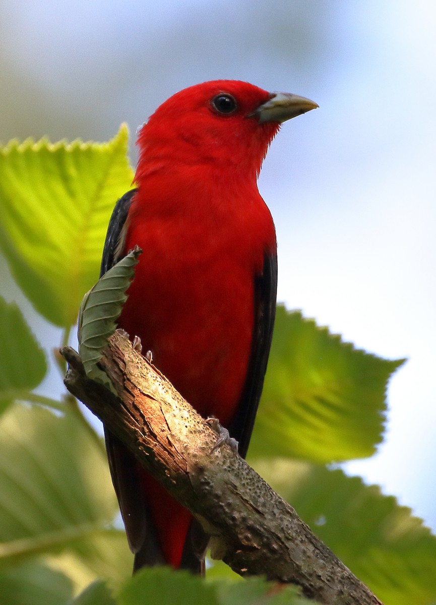 Scarlet Tanager - ML620622595