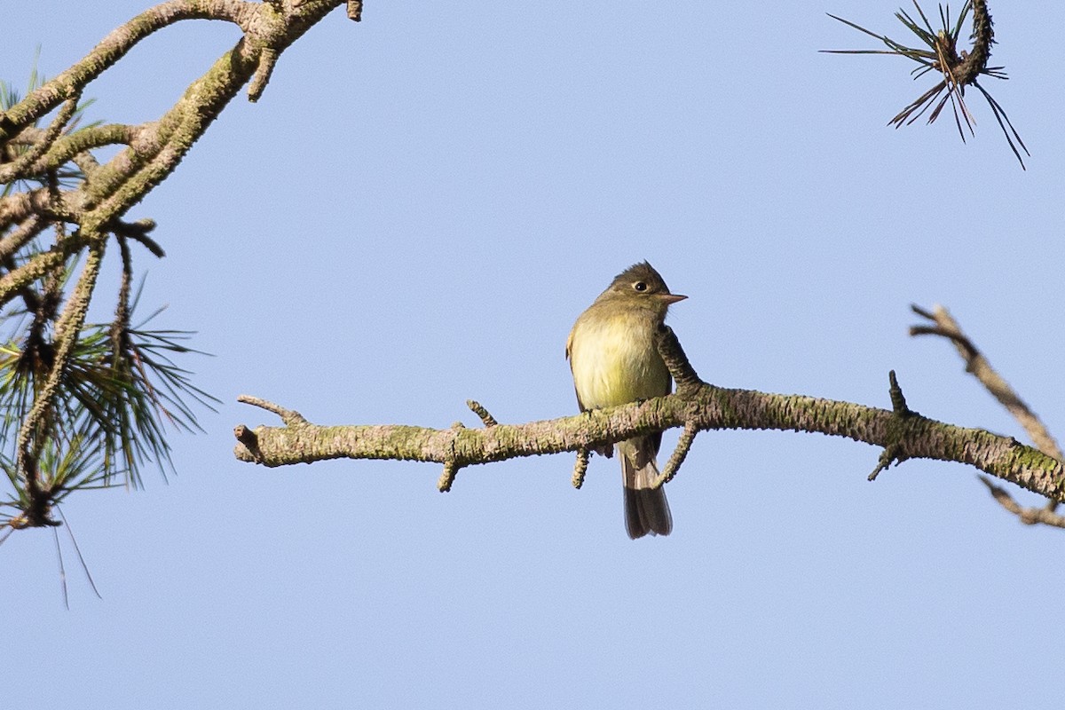 Western Flycatcher (Pacific-slope) - Chris Wood