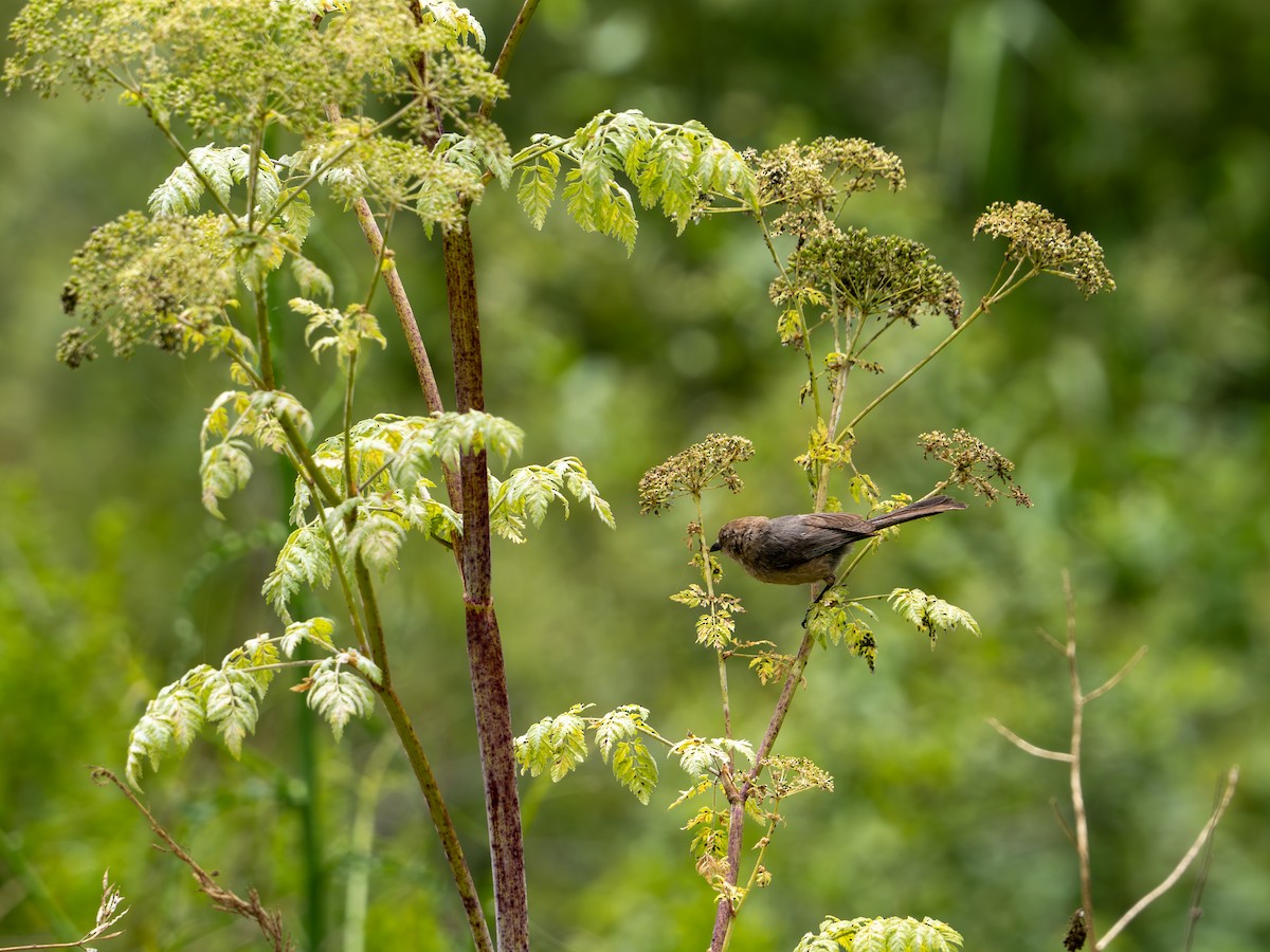 Bushtit - ML620622597