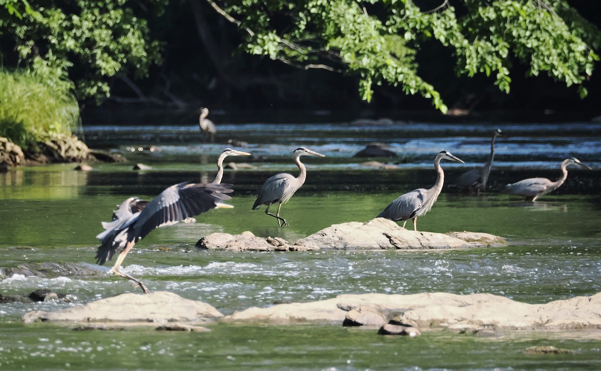 Great Blue Heron - ML620622599