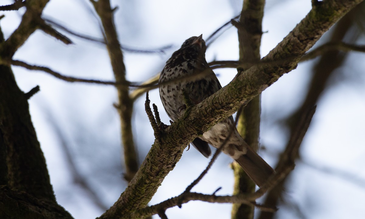 Fox Sparrow (Sooty) - ML620622602