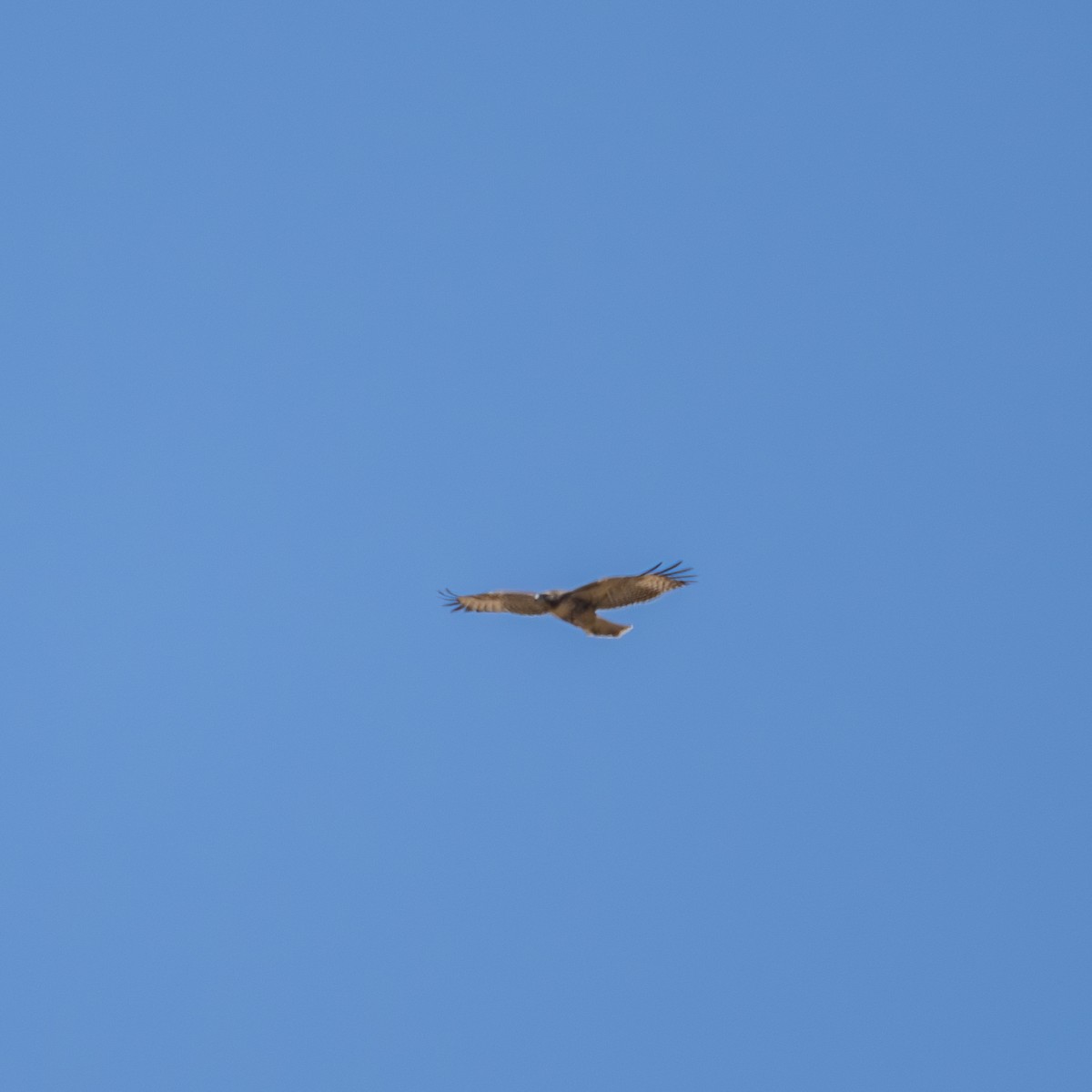 Red-tailed Hawk - ML620622605