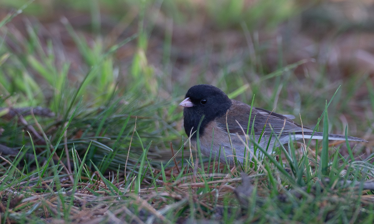 Junco Ojioscuro (grupo oreganus) - ML620622608