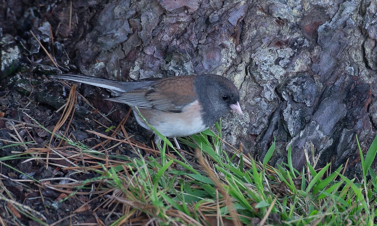 Junco Ojioscuro (grupo oreganus) - ML620622609