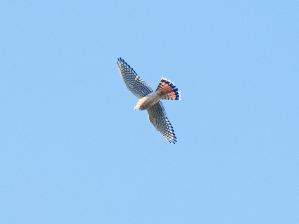 American Kestrel - ML620622629