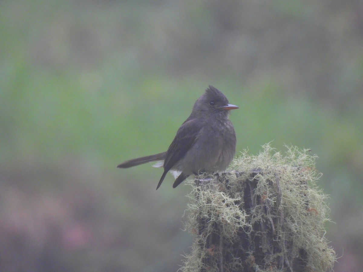 Dark Pewee - Daniel Martínez