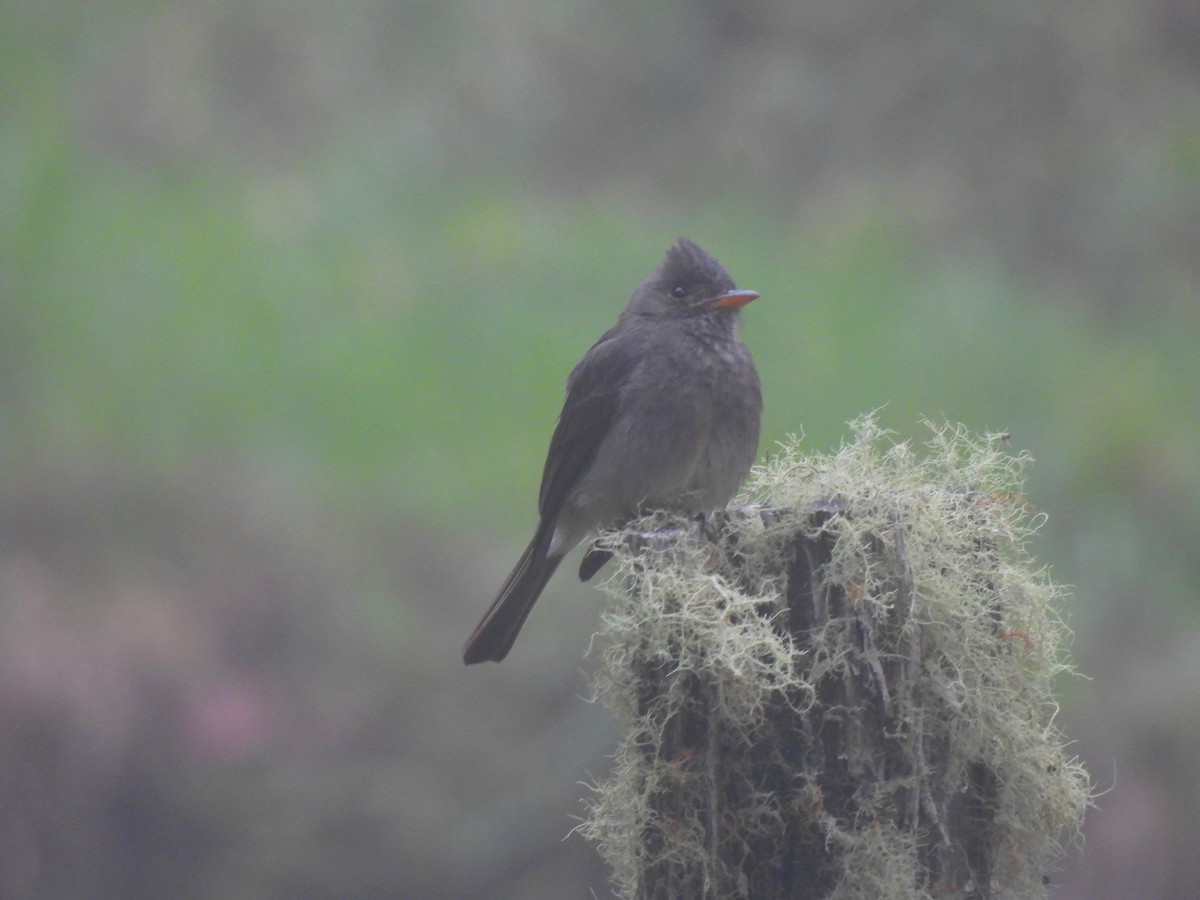 Dark Pewee - ML620622632