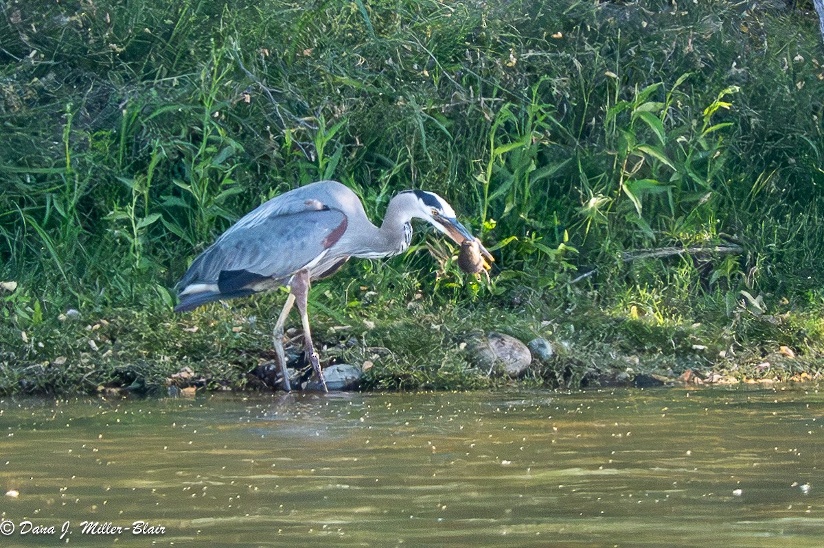 Great Blue Heron - Dana Miller-Blair