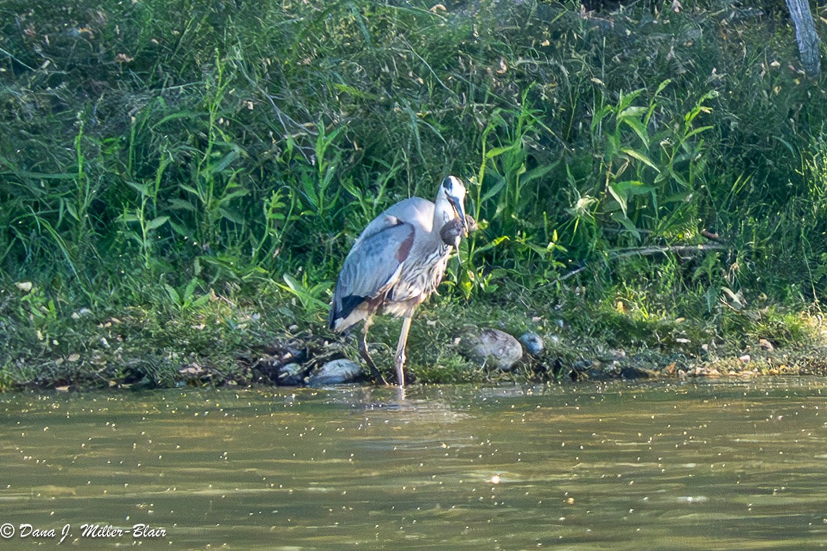 Great Blue Heron - ML620622642