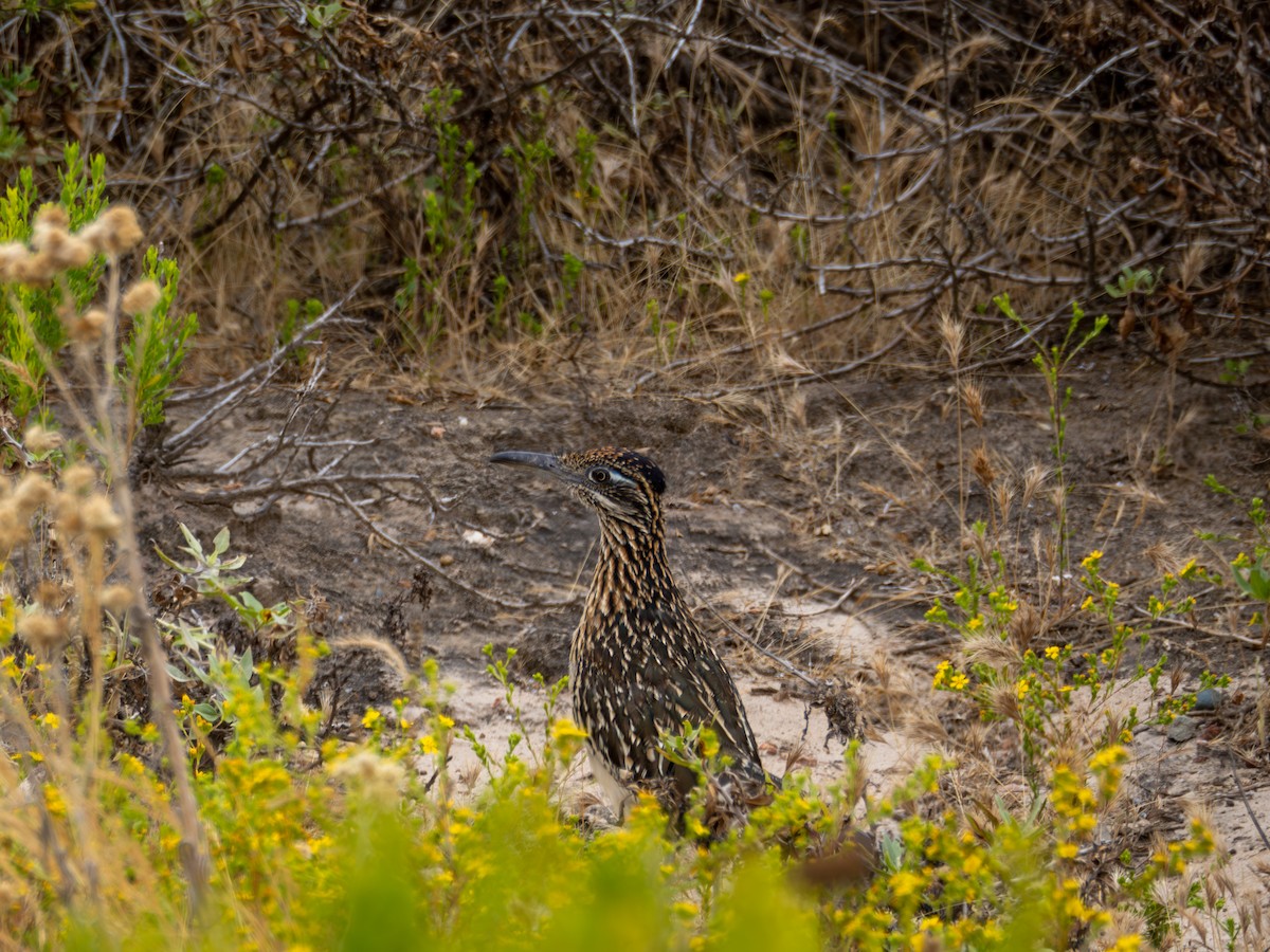 Greater Roadrunner - ML620622647