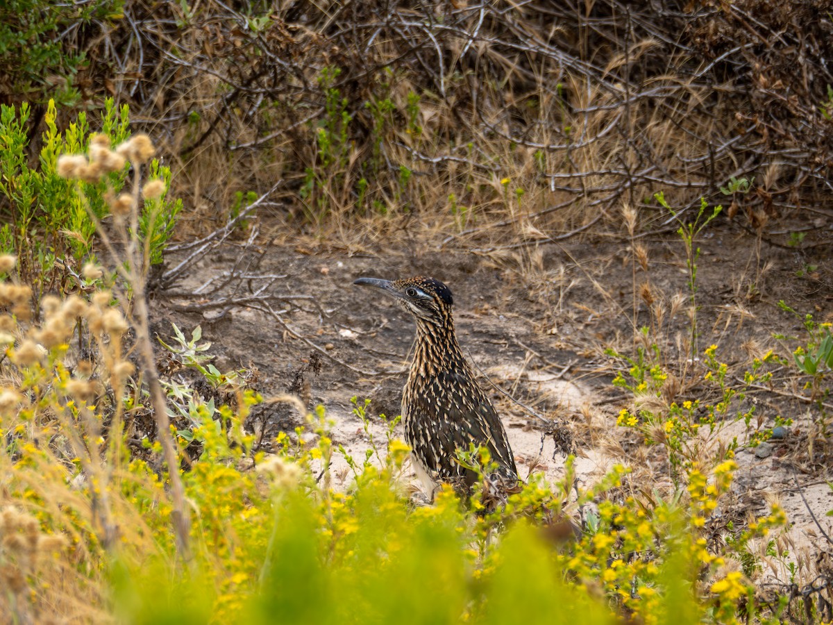 Greater Roadrunner - Michael Auda