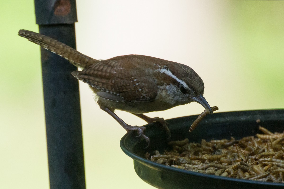 Carolina Wren - ML620622656