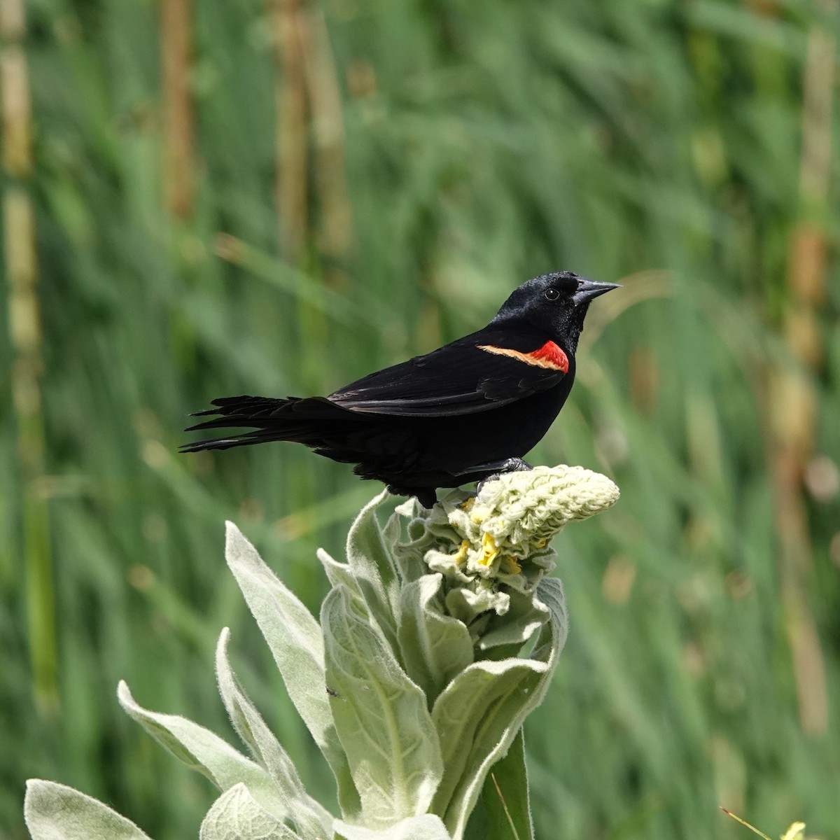 Red-winged Blackbird - ML620622658