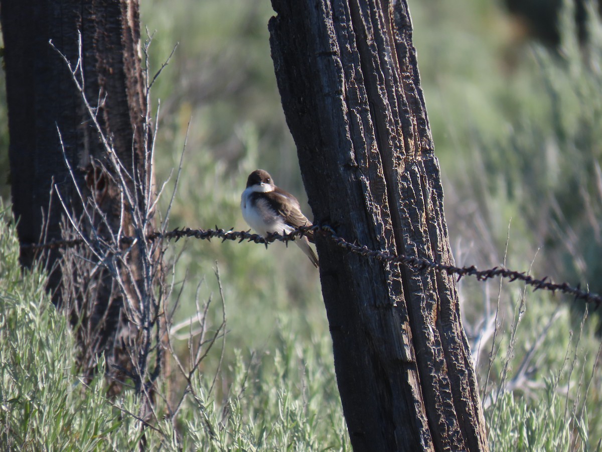 Tree Swallow - ML620622659