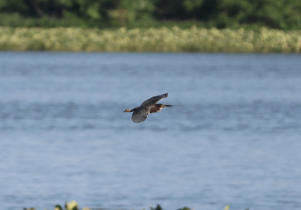 Green Heron - Rand Quinn