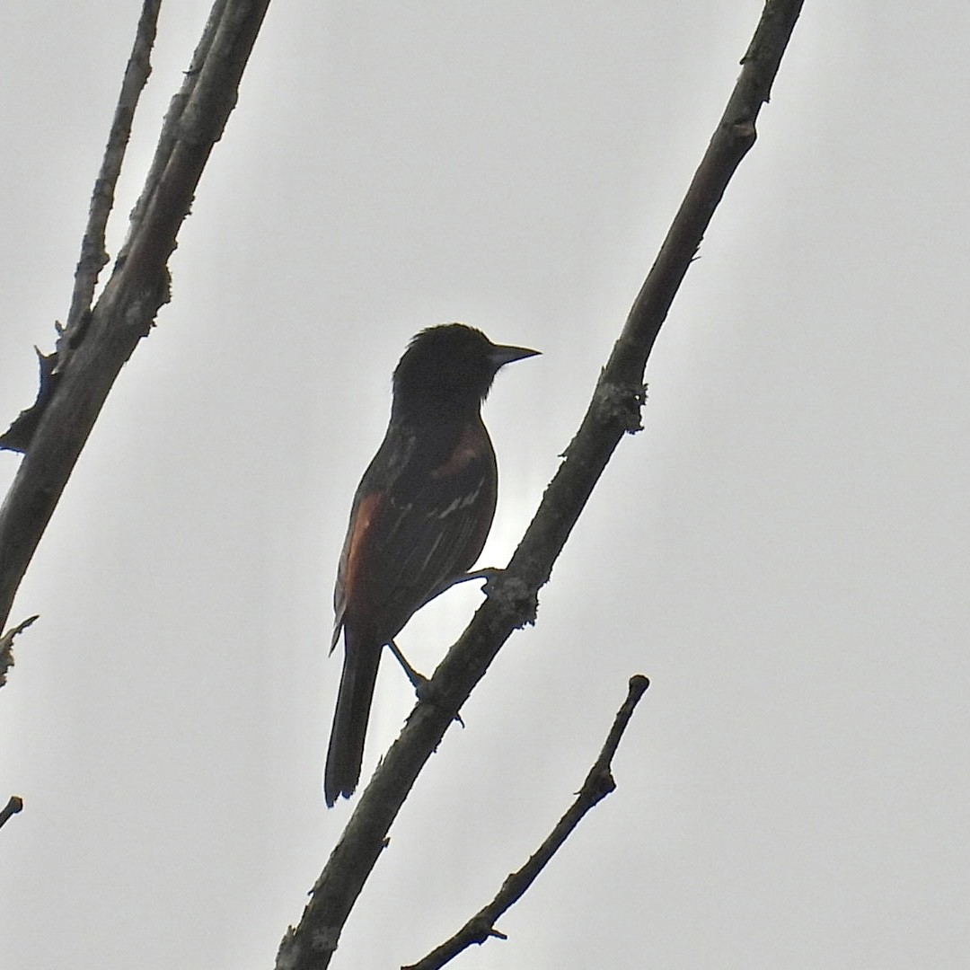 Orchard Oriole - ML620622663