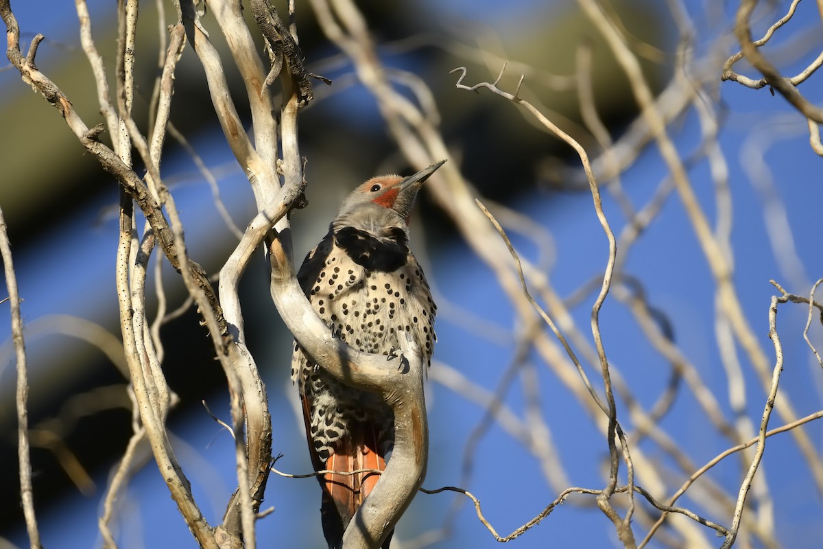 Northern Flicker - ML620622664