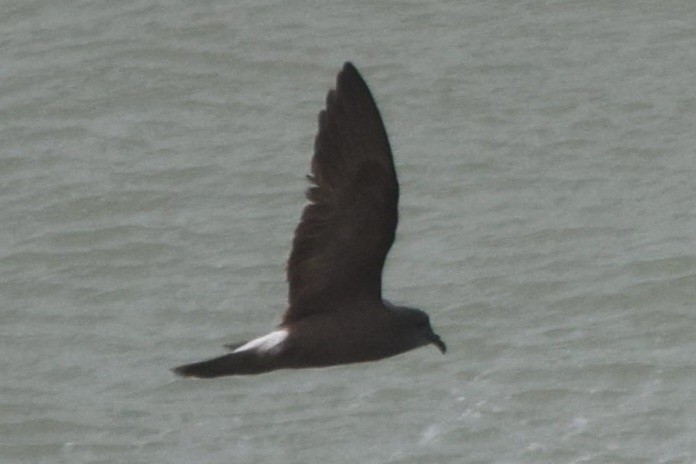 Band-rumped Storm-Petrel - ML620622672