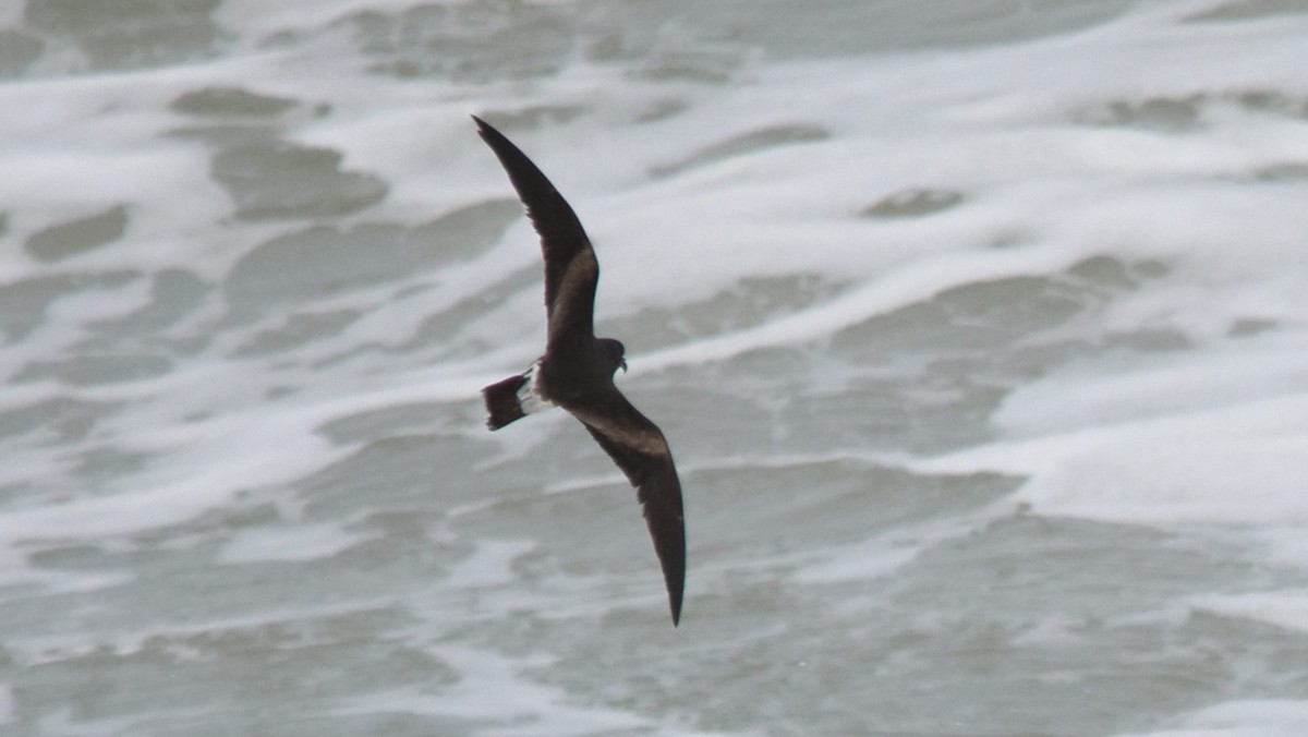 Band-rumped Storm-Petrel - ML620622675