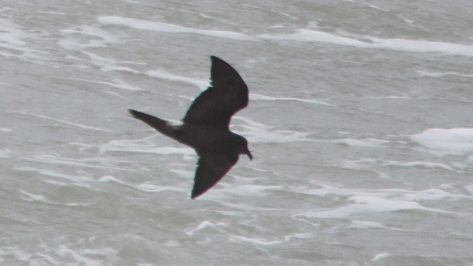 Band-rumped Storm-Petrel - ML620622676