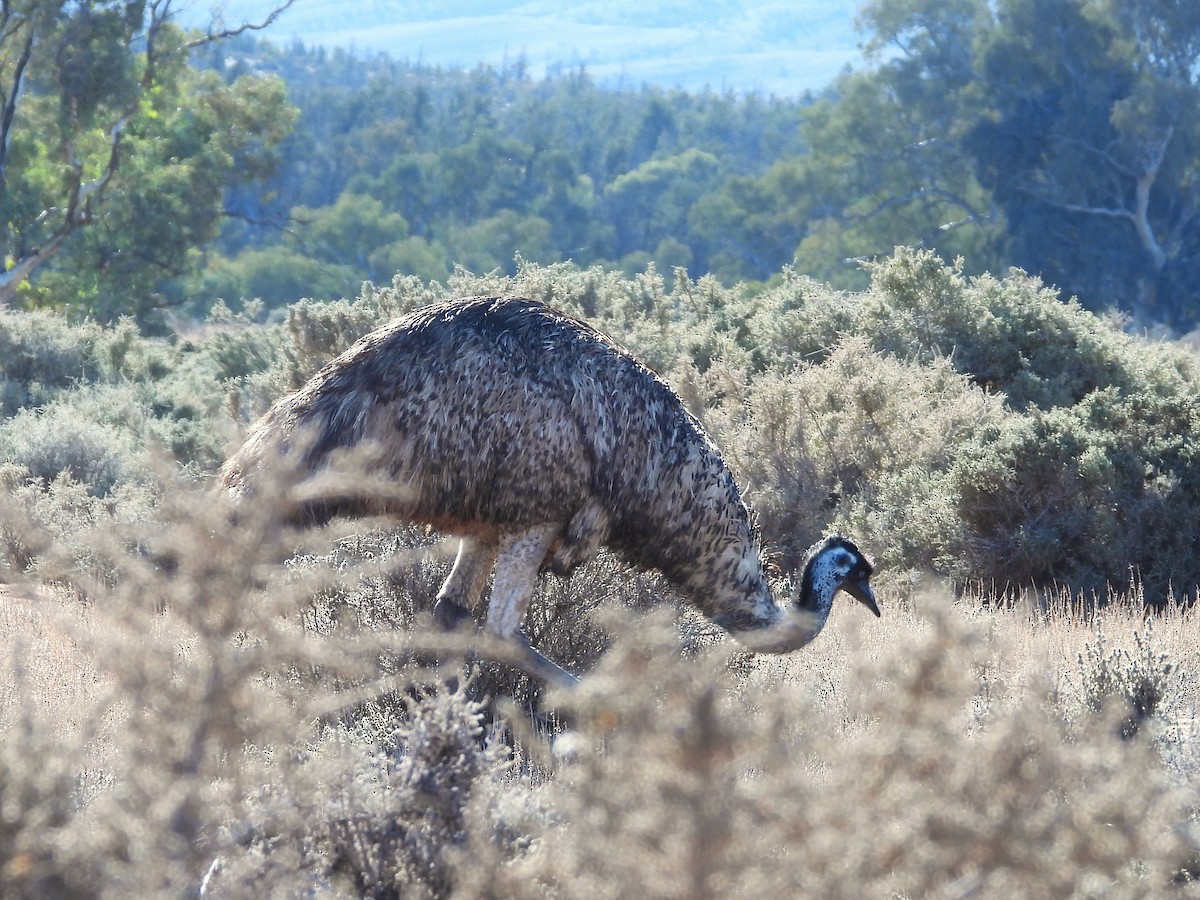 emu hnědý - ML620622680