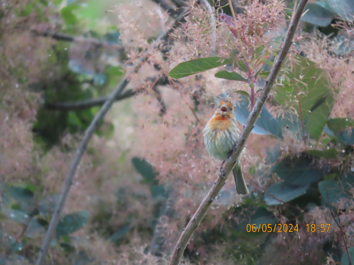 House Finch - ML620622681