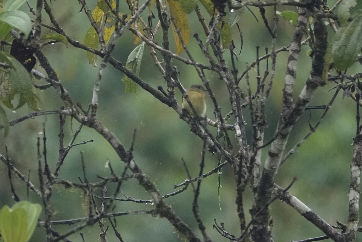 Handsome Flycatcher - ML620622682