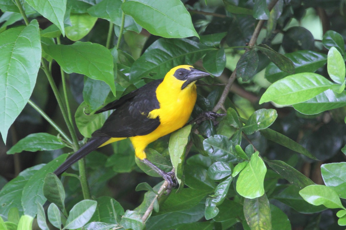 Oriole Blackbird - ML620622700