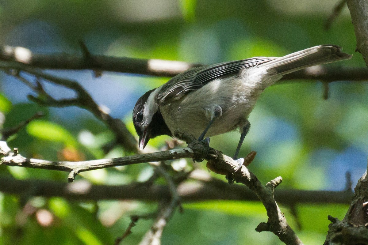 Carolina Chickadee - ML620622701