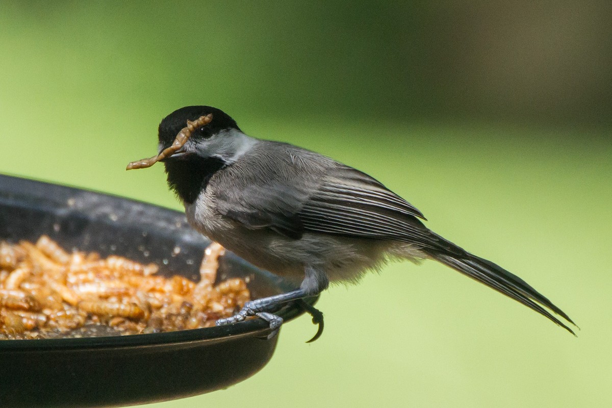 Carolina Chickadee - ML620622702