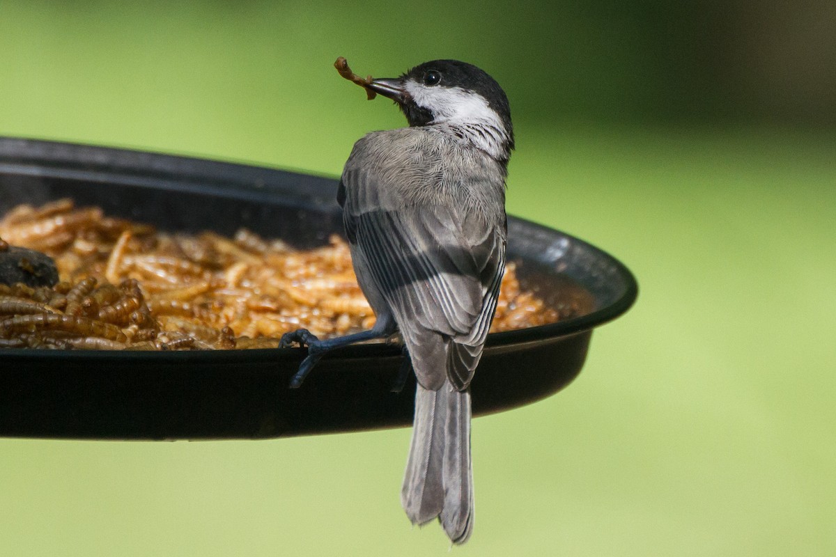 Carolina Chickadee - ML620622704