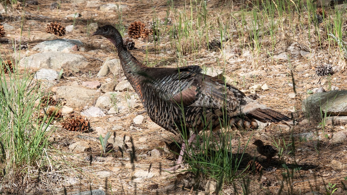 Wild Turkey - ML620622709