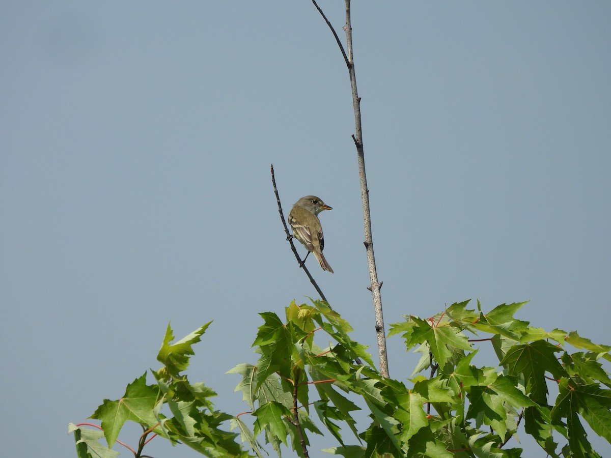 Alder/Willow Flycatcher (Traill's Flycatcher) - Lauren B