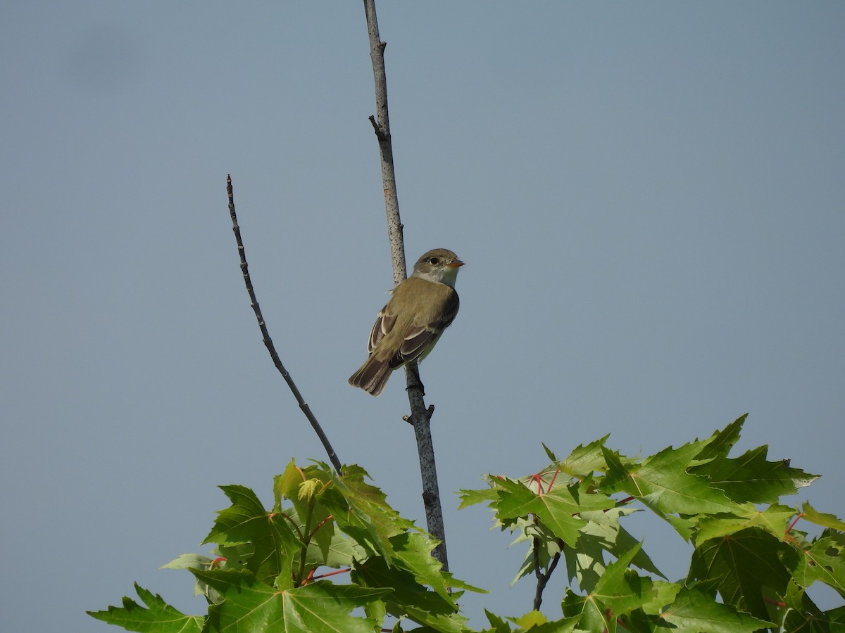 Alder/Willow Flycatcher (Traill's Flycatcher) - ML620622715