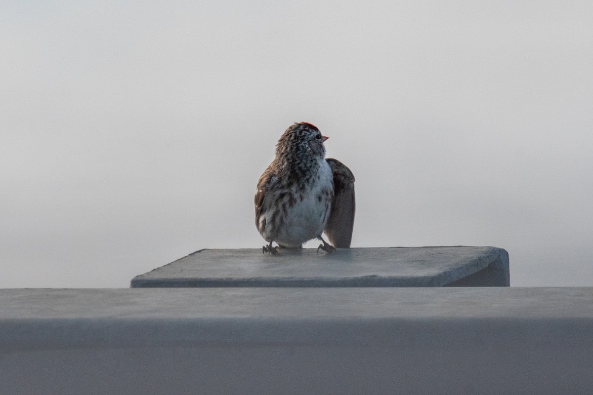 Common Redpoll - ML620622721