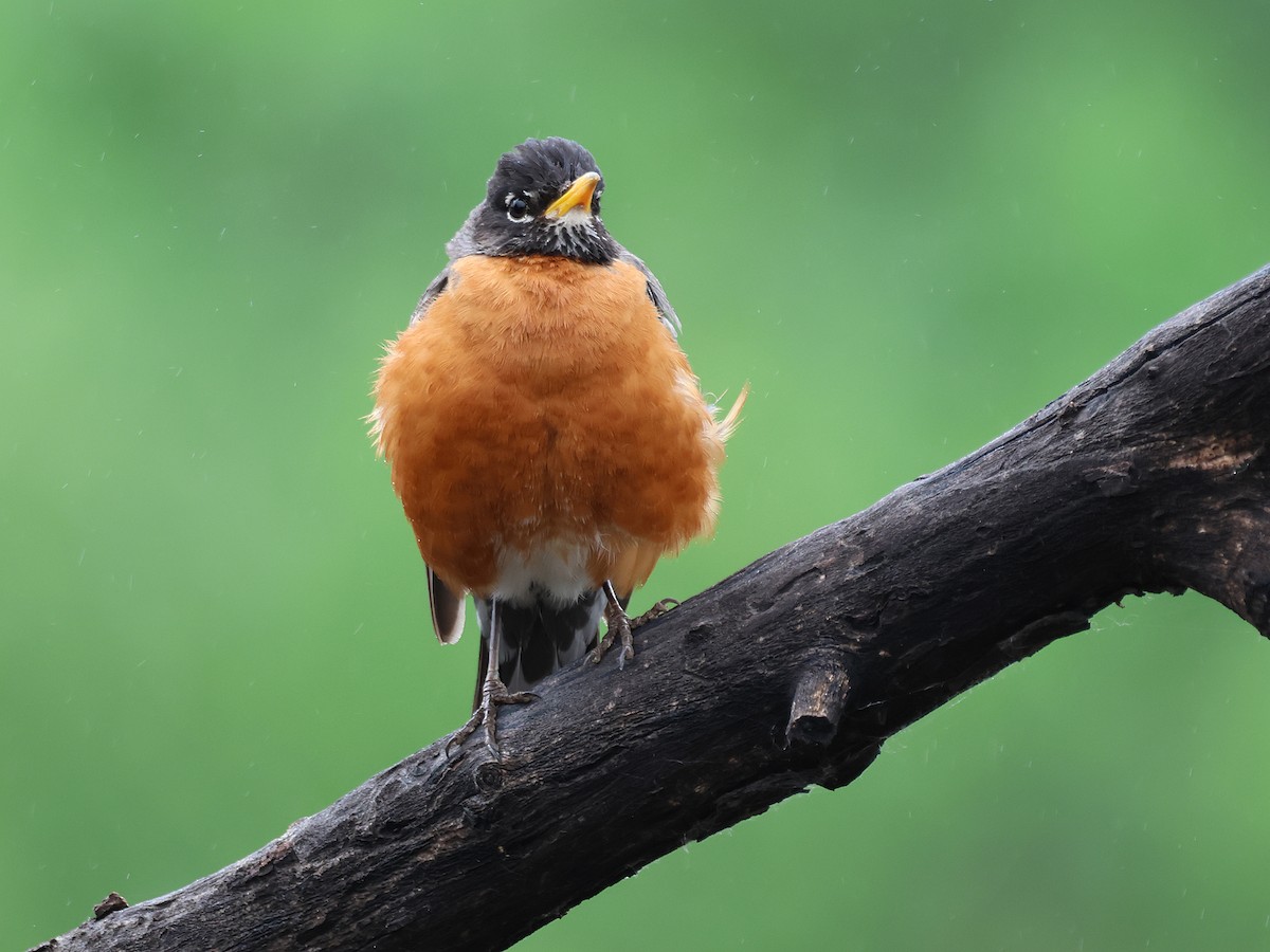 American Robin - ML620622722