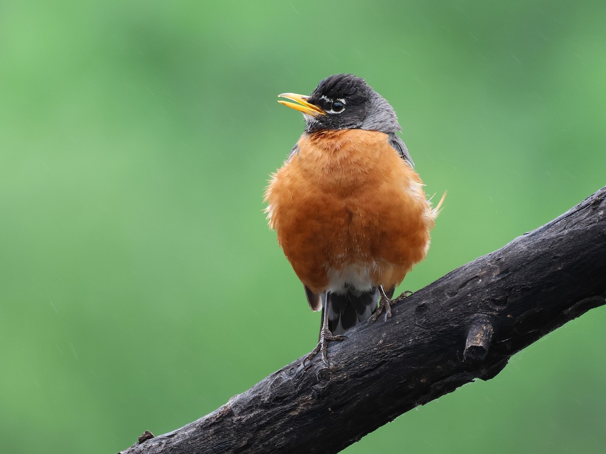 American Robin - ML620622723