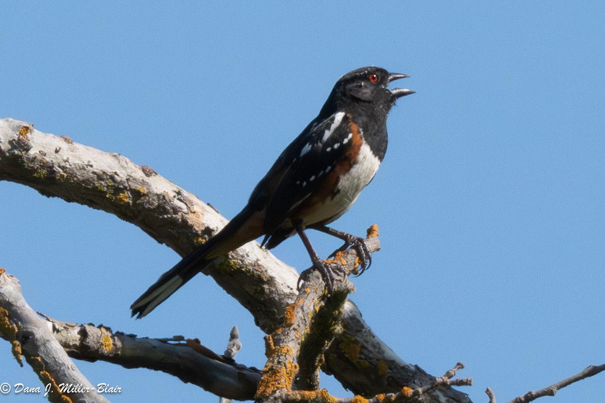 Spotted Towhee - ML620622732
