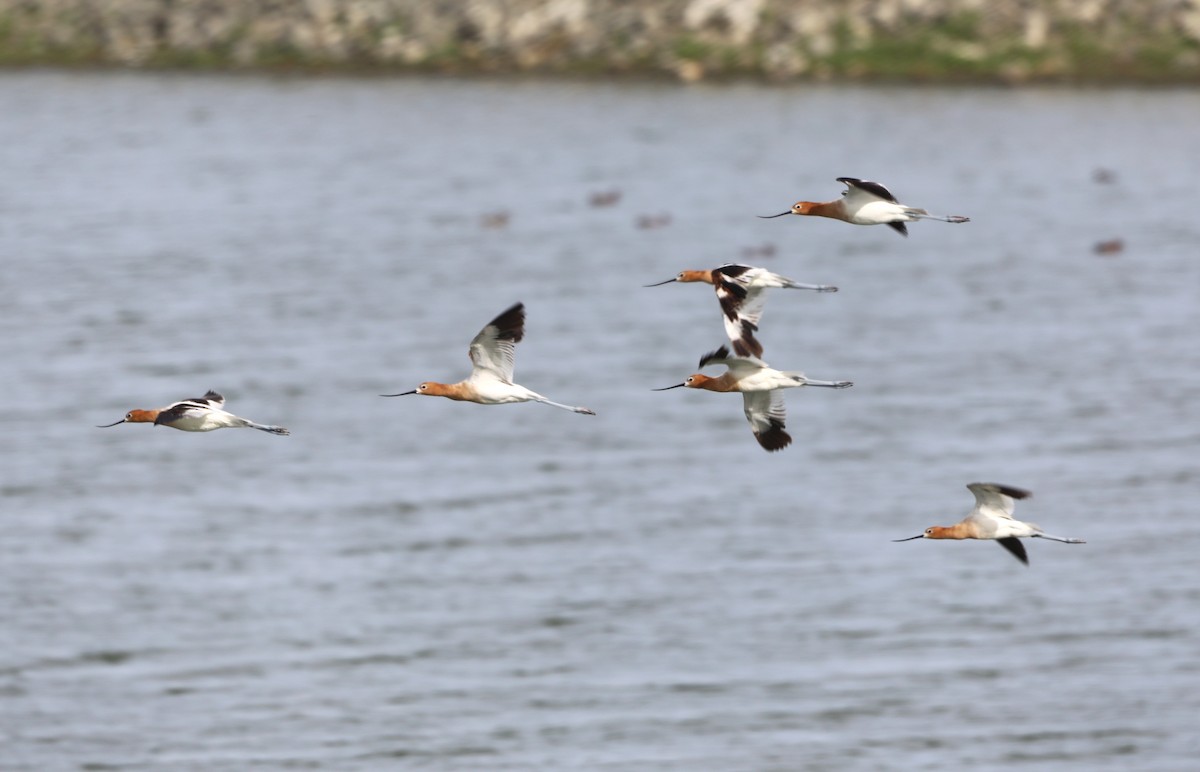 American Avocet - ML620622733