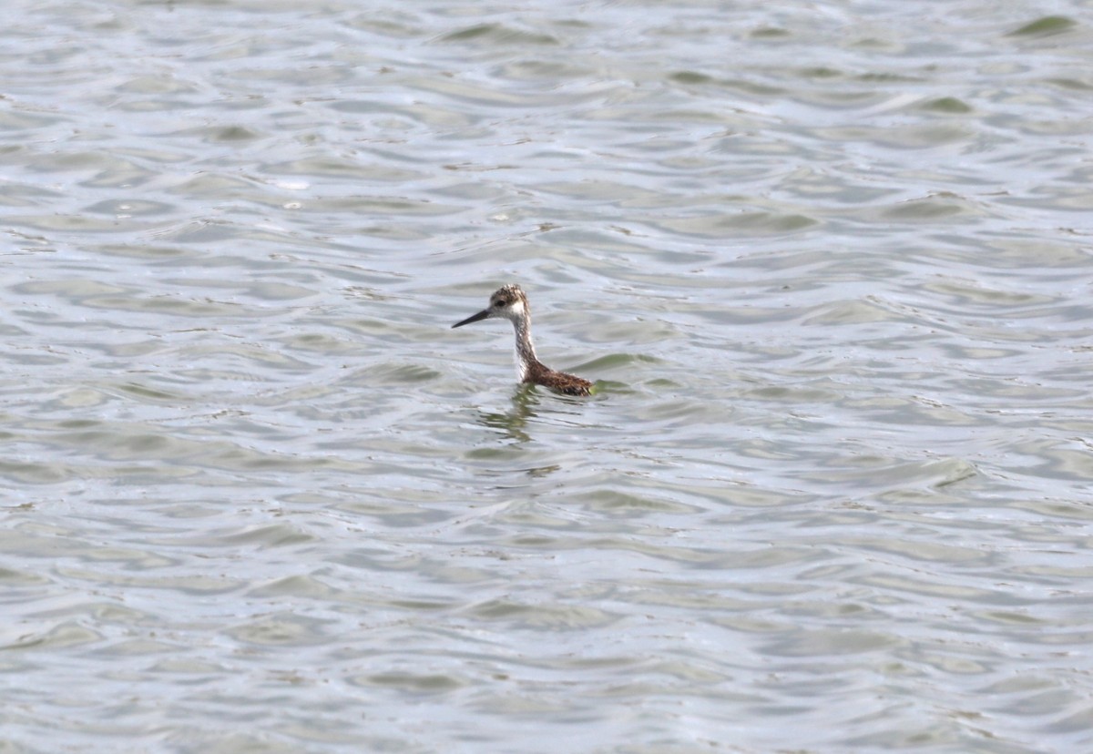 American Avocet - ML620622736