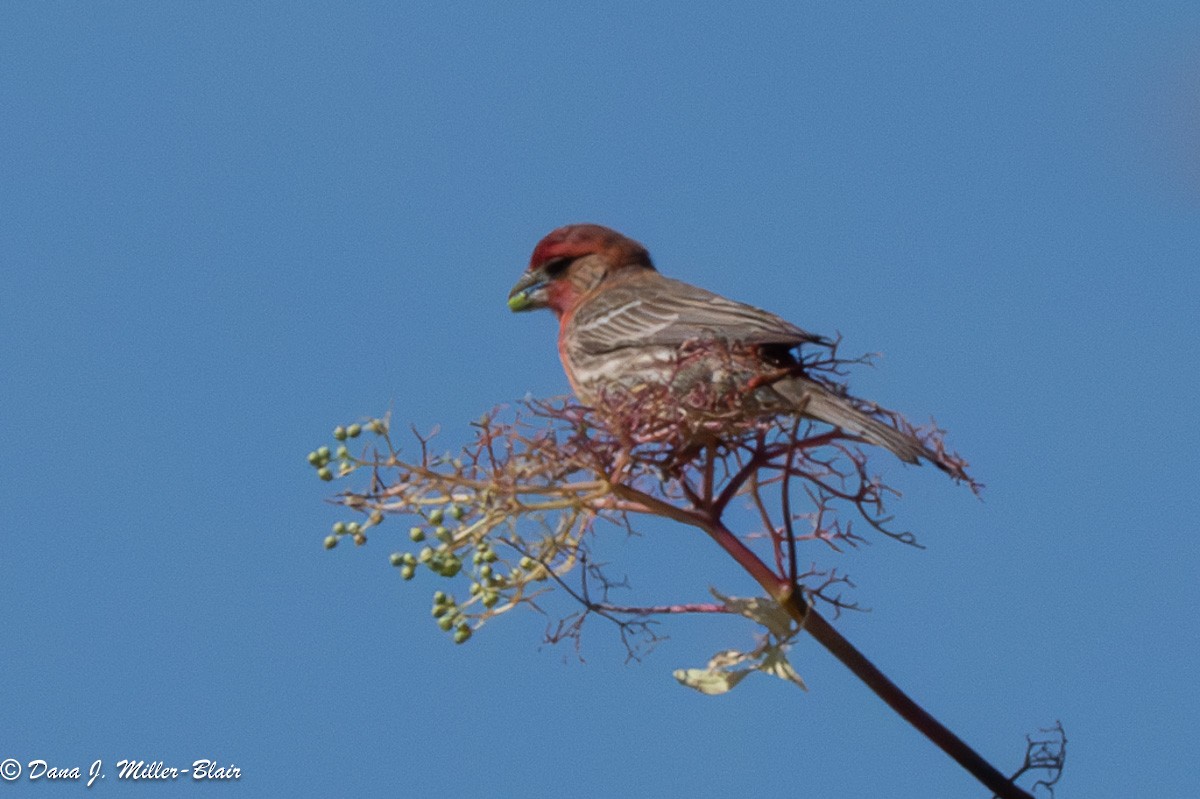 House Finch - ML620622737