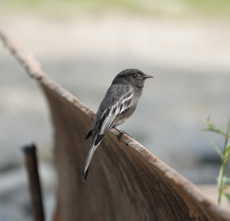 Black Phoebe - ML620622738