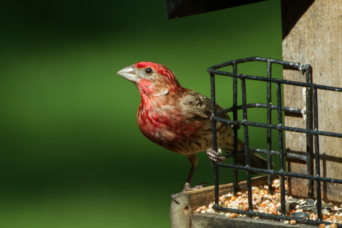 House Finch - ML620622741